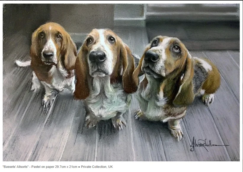Basset Hounds