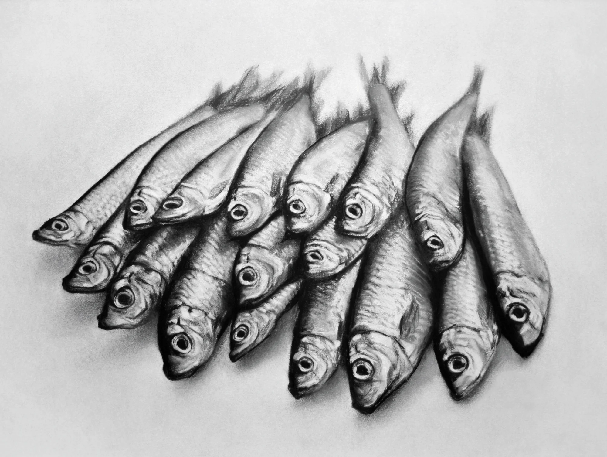 Sardines
