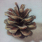 Pine Cone - Oil on canvas 2x2cm SOLD