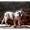 "Good doggy!" - Acrylic on paper 29.7cm x 21cm