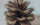 Pine Cone - Oil on canvas 2x2cm SOLD