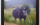 Rhino "Bob" oils on canvas 80cm x 100cm  ● Private Collection, UK